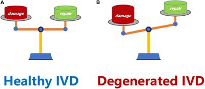 Current Progress in the Endogenous Repair of Intervertebral Disk Degeneration Based on Progenitor Cells